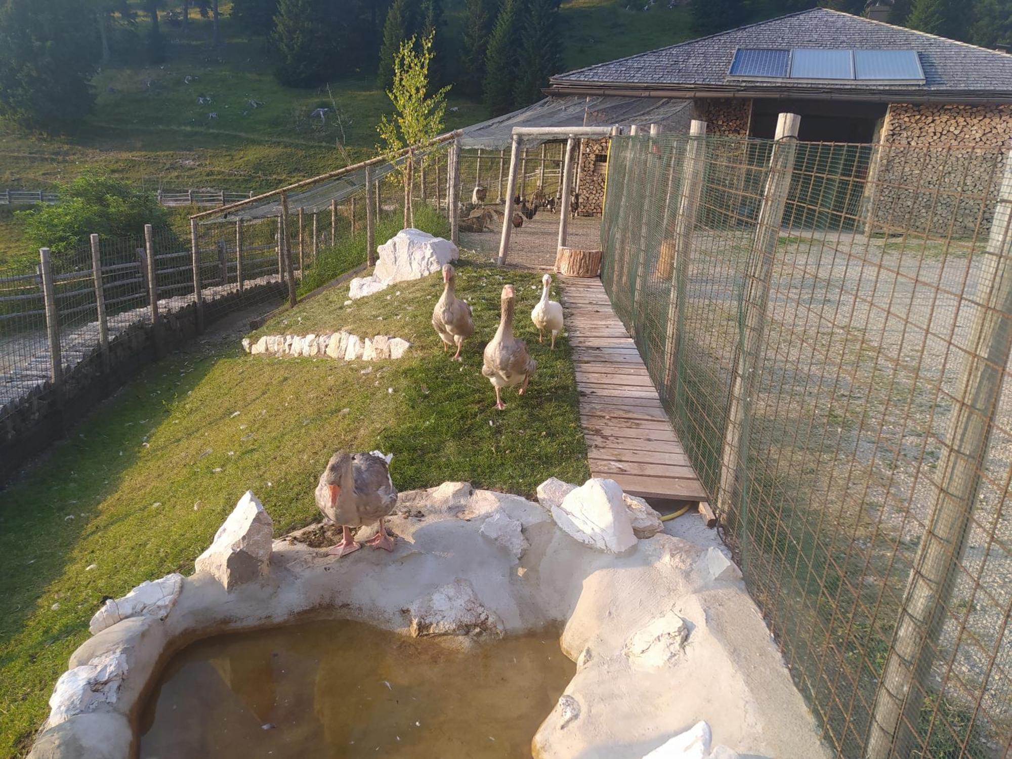 Casa Zucol Leilighet Sarnonico Eksteriør bilde